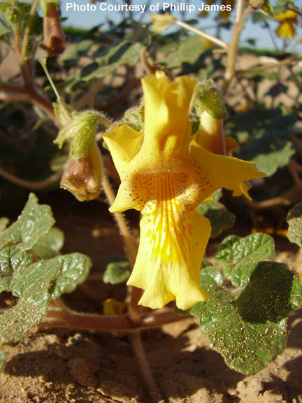 Proboscidea altheaefolia